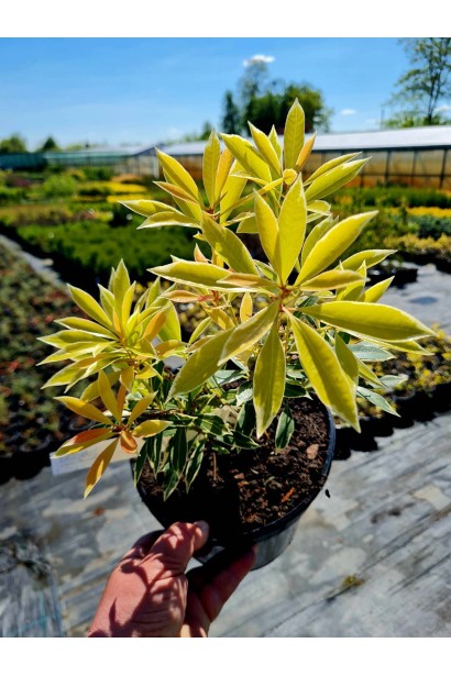 Пієрис японський Флемінг Сільвер - 3л/вис.20-30см/Ø20-30см